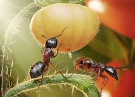 انشا در مورد دیدن مورچه ای که باری را می کشد